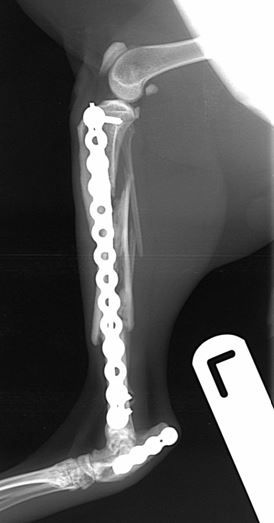 Six weeks post-operative lateral and craniocaudal radiographs 
